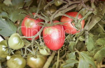 Tomatoes ripen on the branches of a Bush.