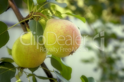 Appetizing ripe pears on a tree branch.