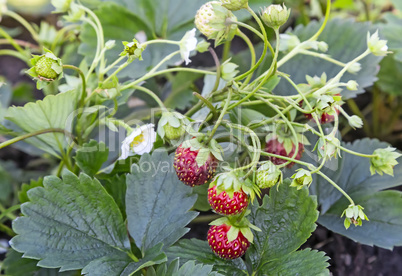 Strawberry ripe berries in the garden .