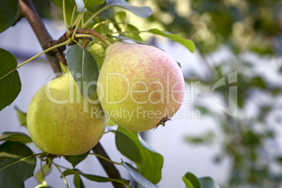 Appetizing ripe pears on a tree branch.