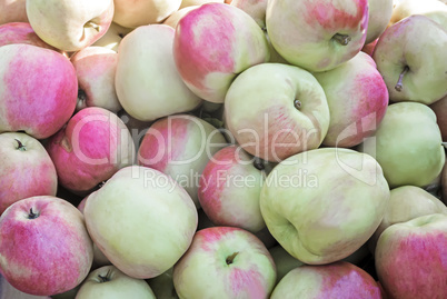 Large ripe apples , photographed close up.