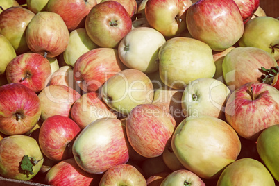 Large ripe apples , photographed close up.