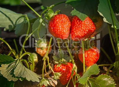 Strawberry ripe berries in the garden .