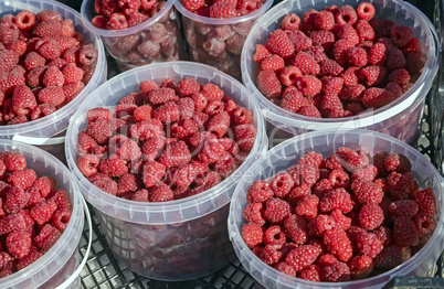 Raspberries in containers for sale.