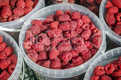 Raspberries in containers for sale.