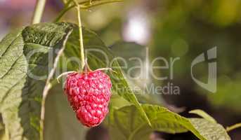 Raspberries in the garden on the branches of a Bush.