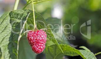 Raspberries in the garden on the branches of a Bush.