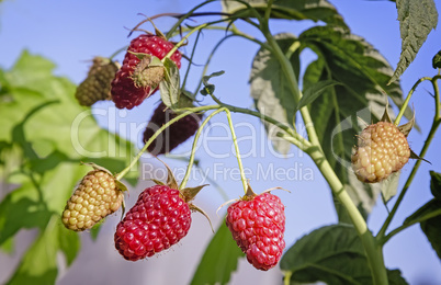 Raspberries in the garden on the branches of a Bush.