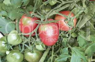 Tomatoes ripen on the branches of a Bush.