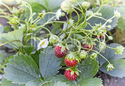 Strawberry ripe berries in the garden .