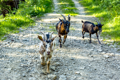 Goats on the way