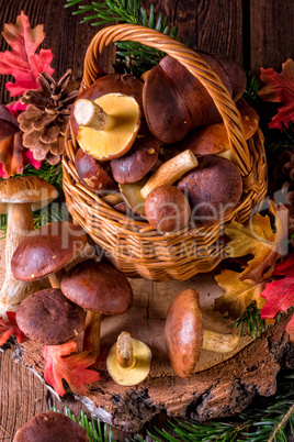 forest mushroom collections