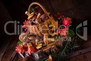 forest mushroom collections