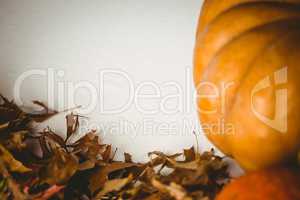 Cropped image of pumpkin by autumn leaves
