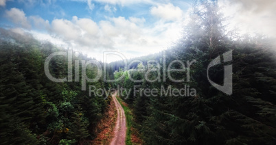 Dirt road amidst trees