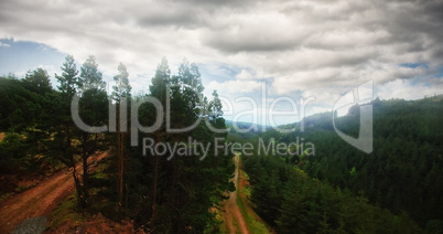 Trees growing in forest