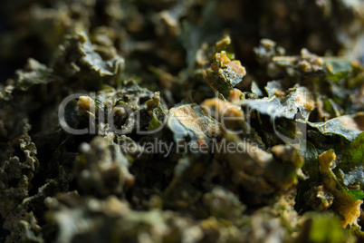 Full frame shot of kale