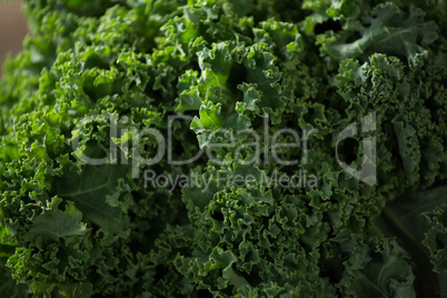 Close-up of kale