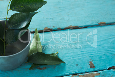 Curry leaves in bowl