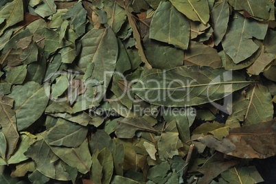 Full frame of bay leaf