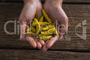 Hands holding turmeric against wooden table