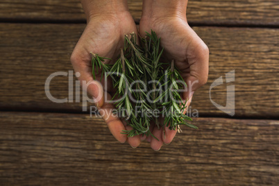 Hands holding rosemary leaves against wooden table