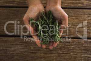 Hands holding rosemary leaves against wooden table
