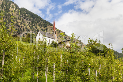 Apfelbäume in Südtirol, Italien, apple trees in south tyrol, italy