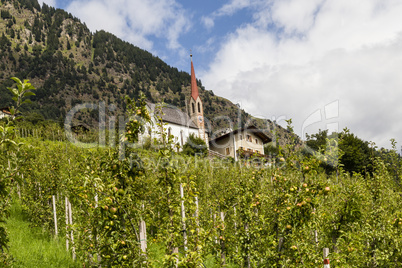 Apfelbäume in Südtirol, Italien, apple trees in south tyrol, italy