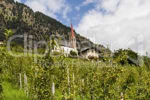 Apfelbäume in Südtirol, Italien, apple trees in south tyrol, italy