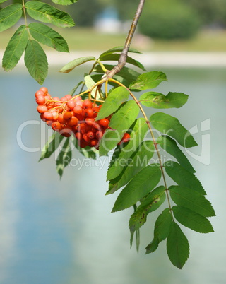 ashberry at dry sunny day