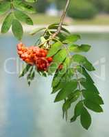 ashberry at dry sunny day