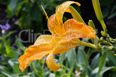 Flower of an orange lily after a rain