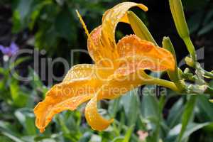 Flower of an orange lily after a rain