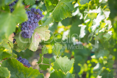 Vineyard with Lush, Ripe Wine Grapes on the Vine Ready for Harve