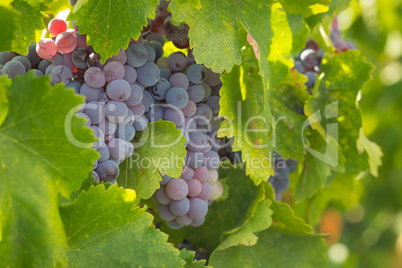 Vineyard with Lush, Ripe Wine Grapes on the Vine Ready for Harve