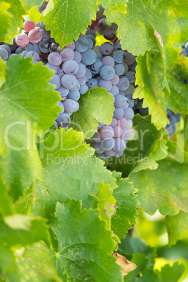 Vineyard with Lush, Ripe Wine Grapes on the Vine Ready for Harve