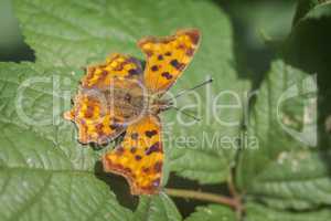 C-Falter - Polygonia c-album