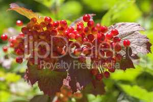 Gemeiner Schneeball - Viburnum opulus - Beeren