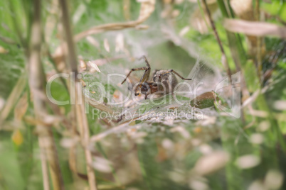 Labyrinthspinne - Agelena labyrinthica