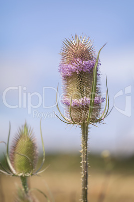 Wilde Karde - Dipsacus fullonum