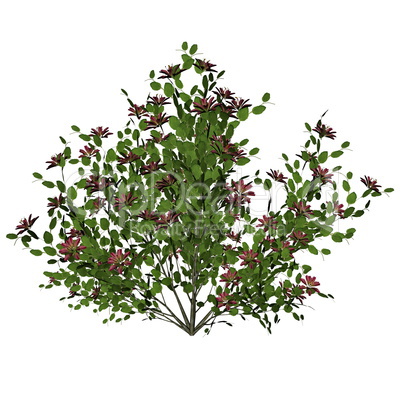 Flower bush - 3D render