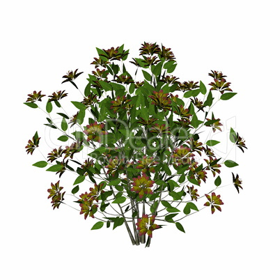 Flower bush - 3D render