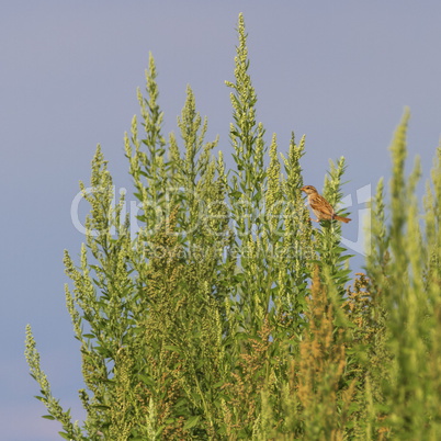 Female sparrow on a bush