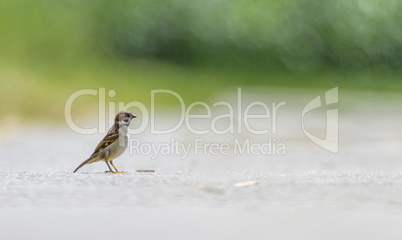 Male sparrow on the ground