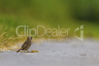 Female sparrow on the ground