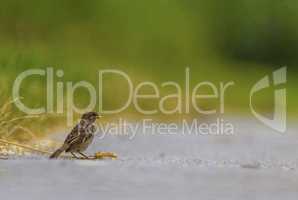 Female sparrow on the ground