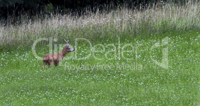 European roe deer, capreolus capreolus, Switzerland