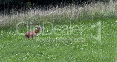 European roe deer, capreolus capreolus, Switzerland