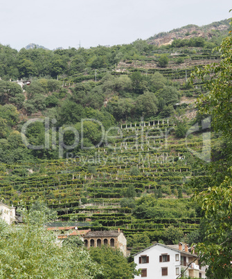 vineyard grapevine plantation in Aosta Valley